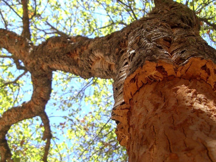 tree Large.jpeg