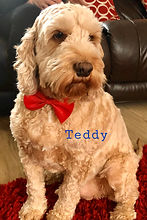 Teddy.jpg