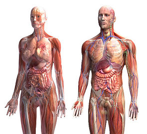 foto-woman-and-man-anatomy-body-view