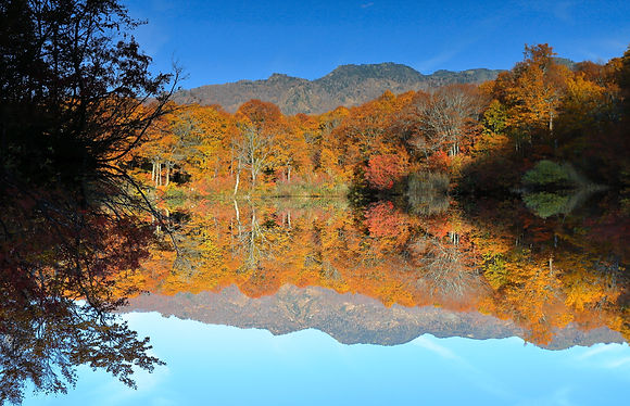 Upside_down_Fall_Colours_Otari,_Japan.jpg