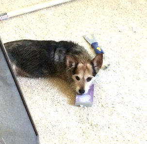 pippa the jobsite dog