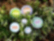 Shea Alchemy Natural SkinCare_edited_edited.jpg