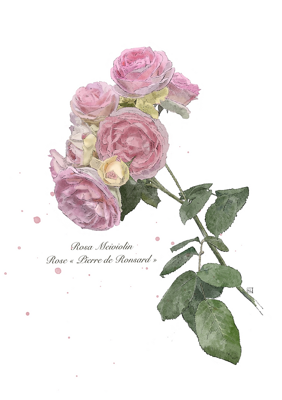 Affiche_Fleurs_Île_De_ré_ copie_edited_edited.png