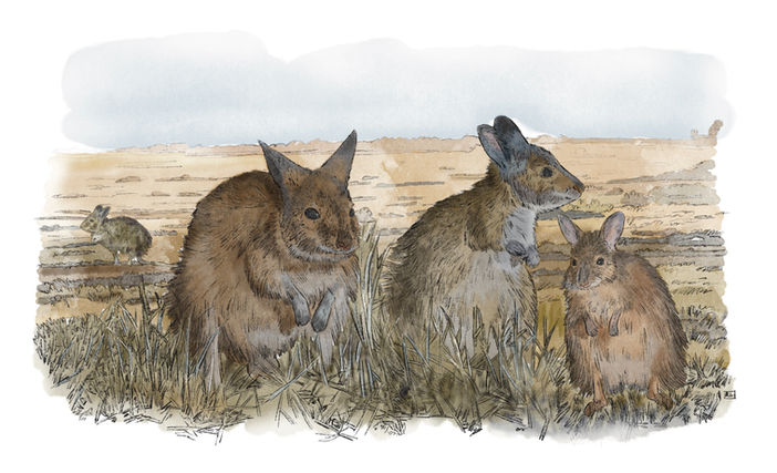 dessin naturaliste animal étude faune illustration scientifique Rachel LOEFFLER