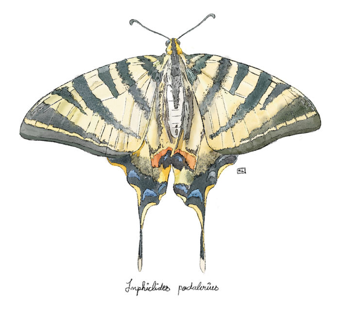 illustration papillon aquarelle dessin naturaliste Rachel LOEFFLER