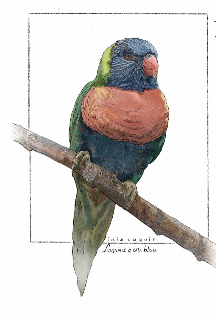 llustration loriquet aquarelle oiseau exotique dessin naturaliste faune australienne Rachel LOEFFLER