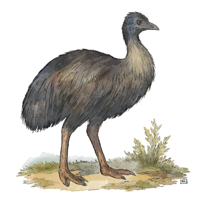 dessin naturaliste animal étude faune illustration scientifique Rachel LOEFFLER