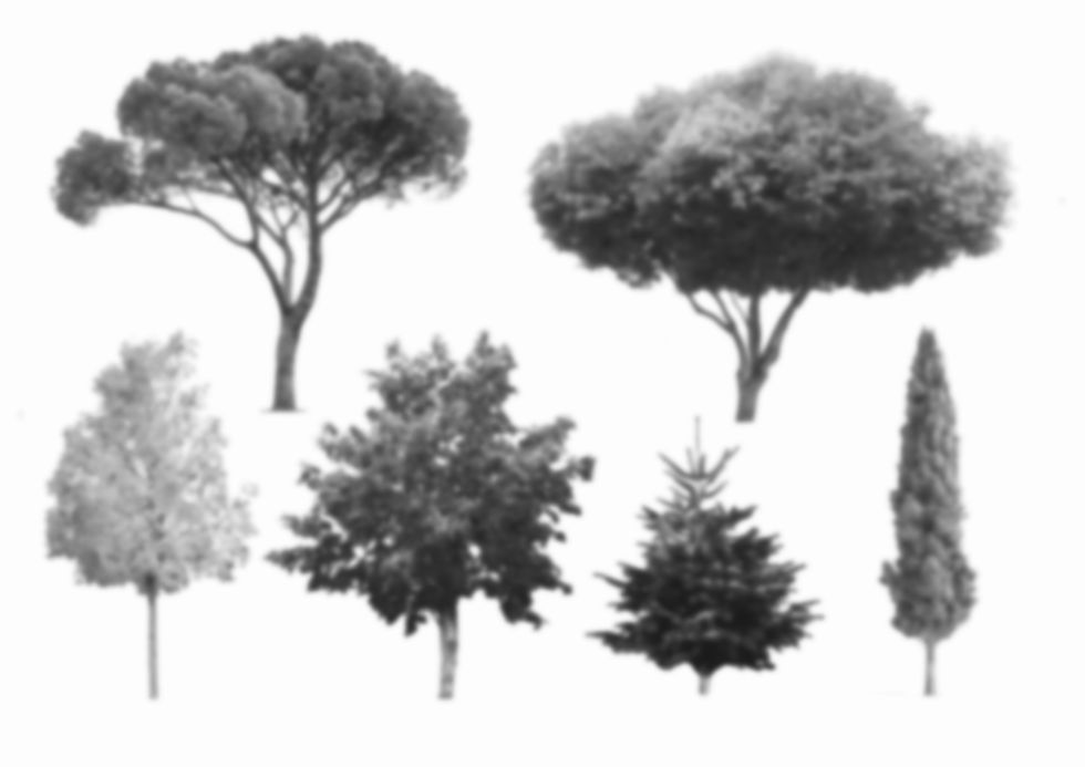 Exemple de croquis d’arbre pour débutants, étape par étape.