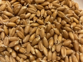 Sprouted Grain Breakfast Bowl