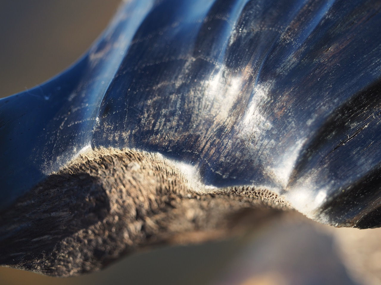 Franck Collin - Bois Pétrifié