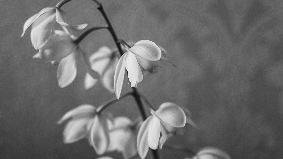 Kuva: Unsplash / Claire Kelly