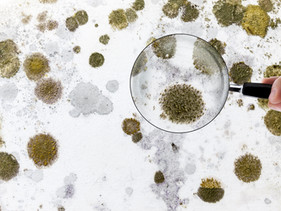 Mold Testing