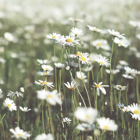 Een bloemenveld met prachtige witte madeliefjes