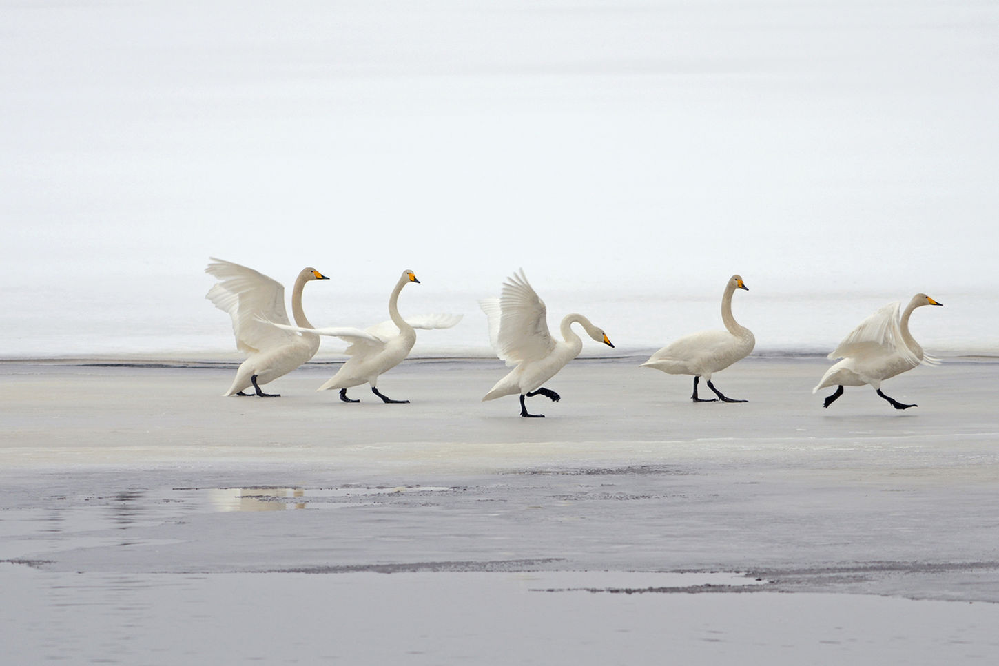 Ballet de cygnes.jpg