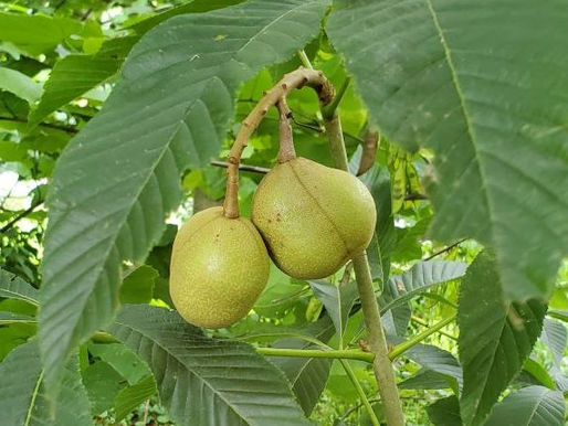 A Tropical Beauty: Red Buckeye