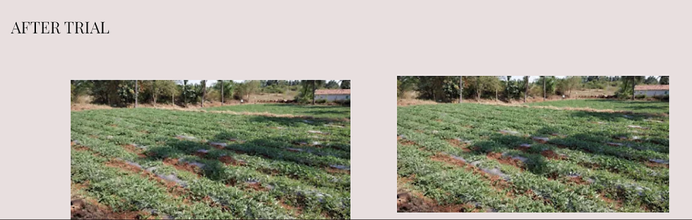 Pest control after using Herboliv+