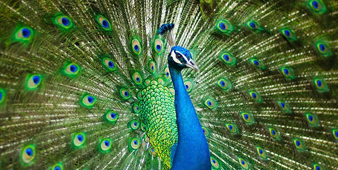 A peacock displaying its vibrant, iridescent tail feathers in full glory.