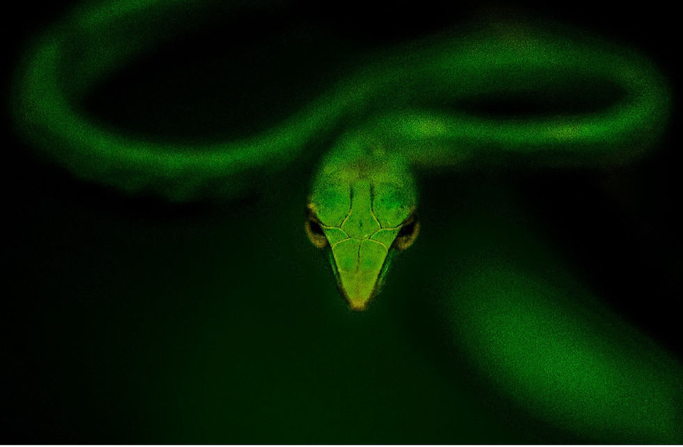Green Vine Snake, Amboli, Apoorva Jadon