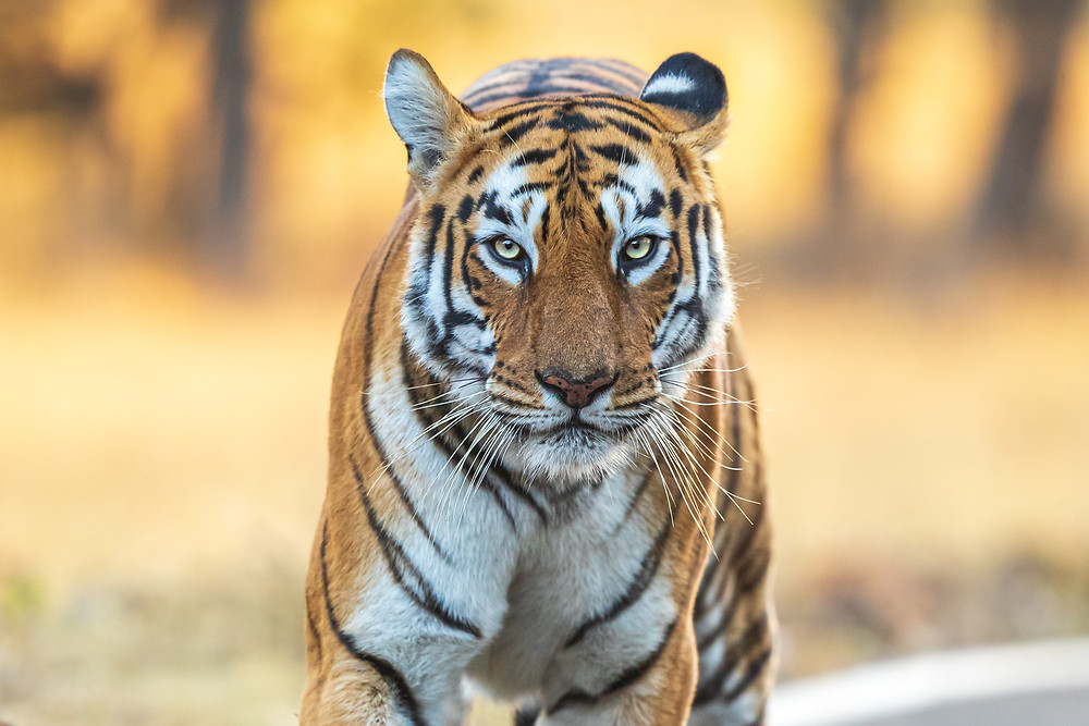 Maya- Queen of Tadoba, Tiger, Lionel Falcao