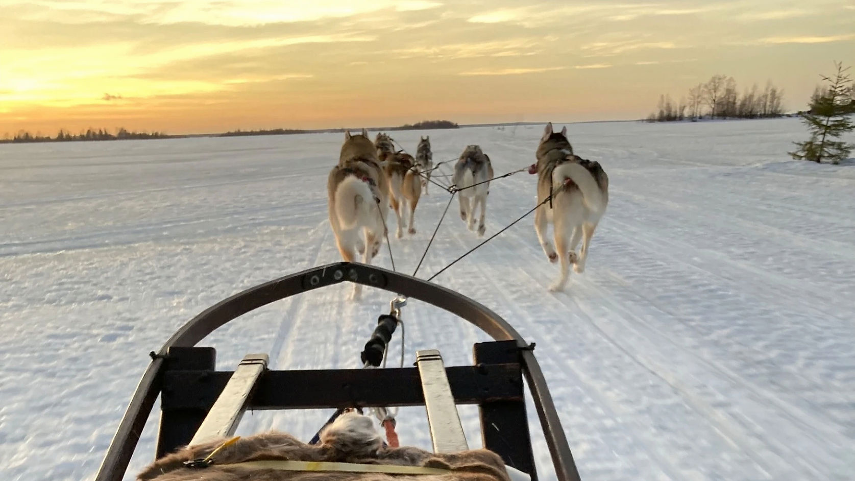 dogsled hindersön_edited_edited_edited.jpg