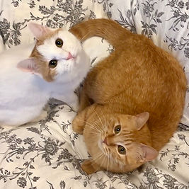 ミルル&チャムム