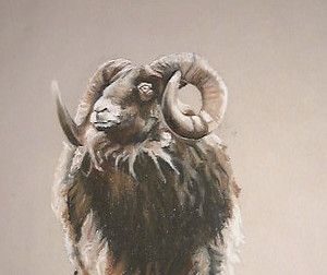 North Ronaldsay ram, chalk pastels