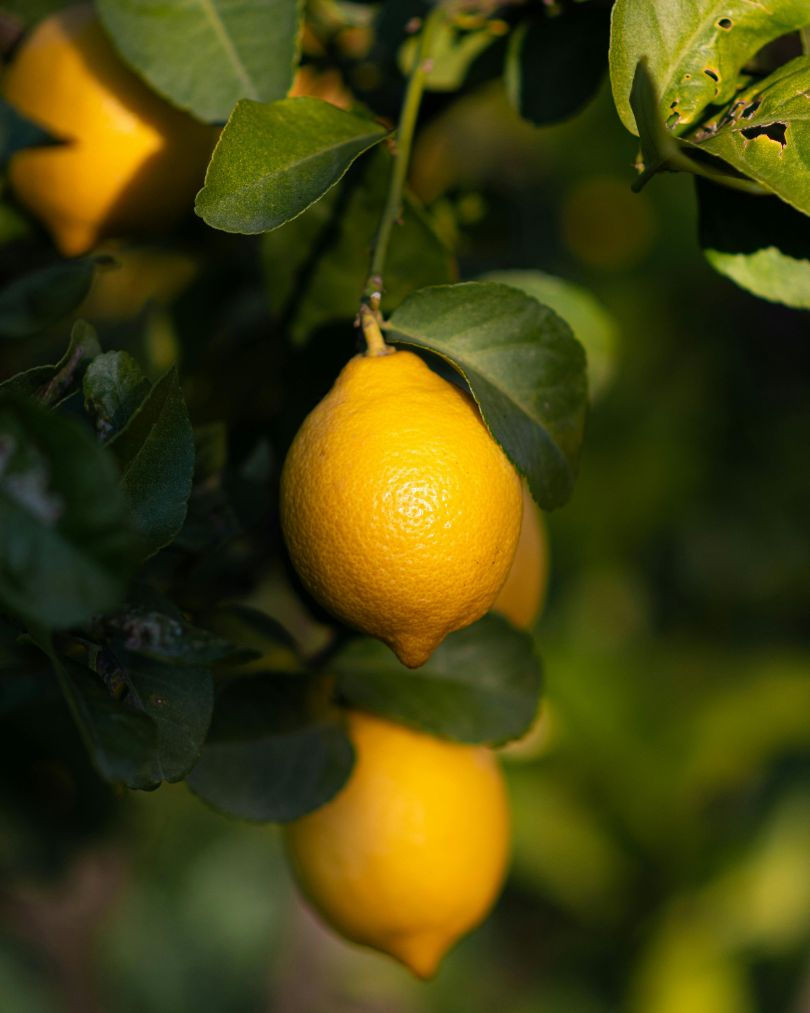 Miniatura: Black Wolf - Limoncello