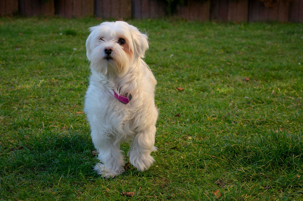 A white fluffy dog on grass