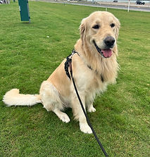 Sammy 2.jpg
