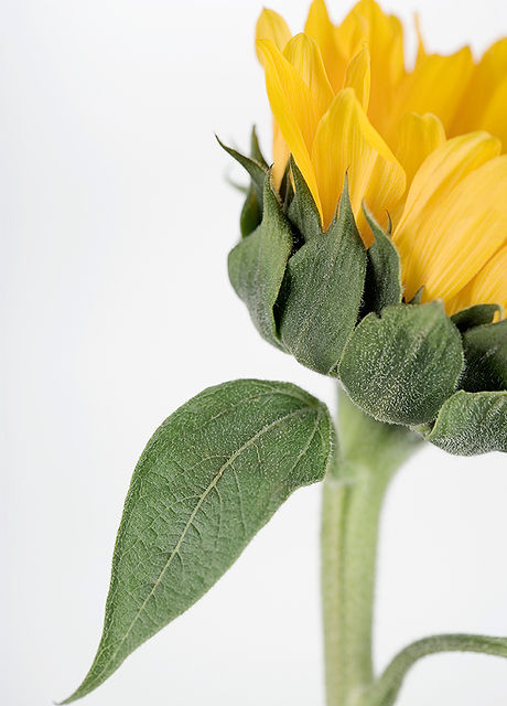 Big Sunflower