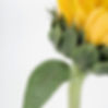 Big Sunflower