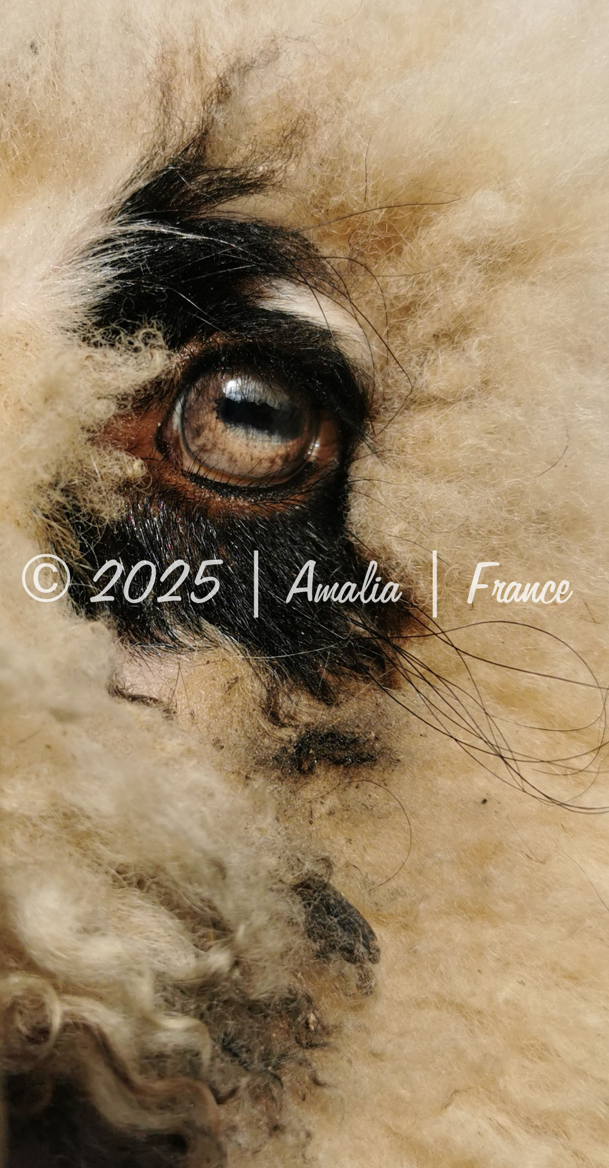 Oeil d'un mouton Nez noir du Valley - Eye of a Black Nose Sheep of the Valley