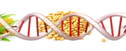 Biotecnologia na Produção de Alimentos Transgênicos