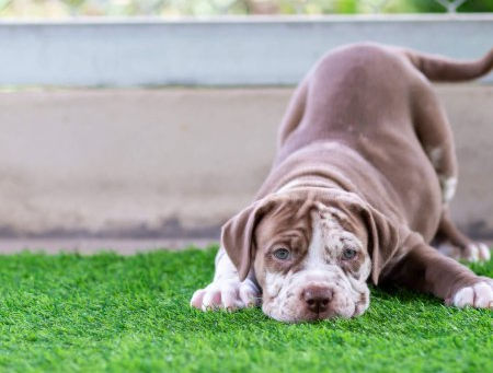 best artificial turf in Dubai 