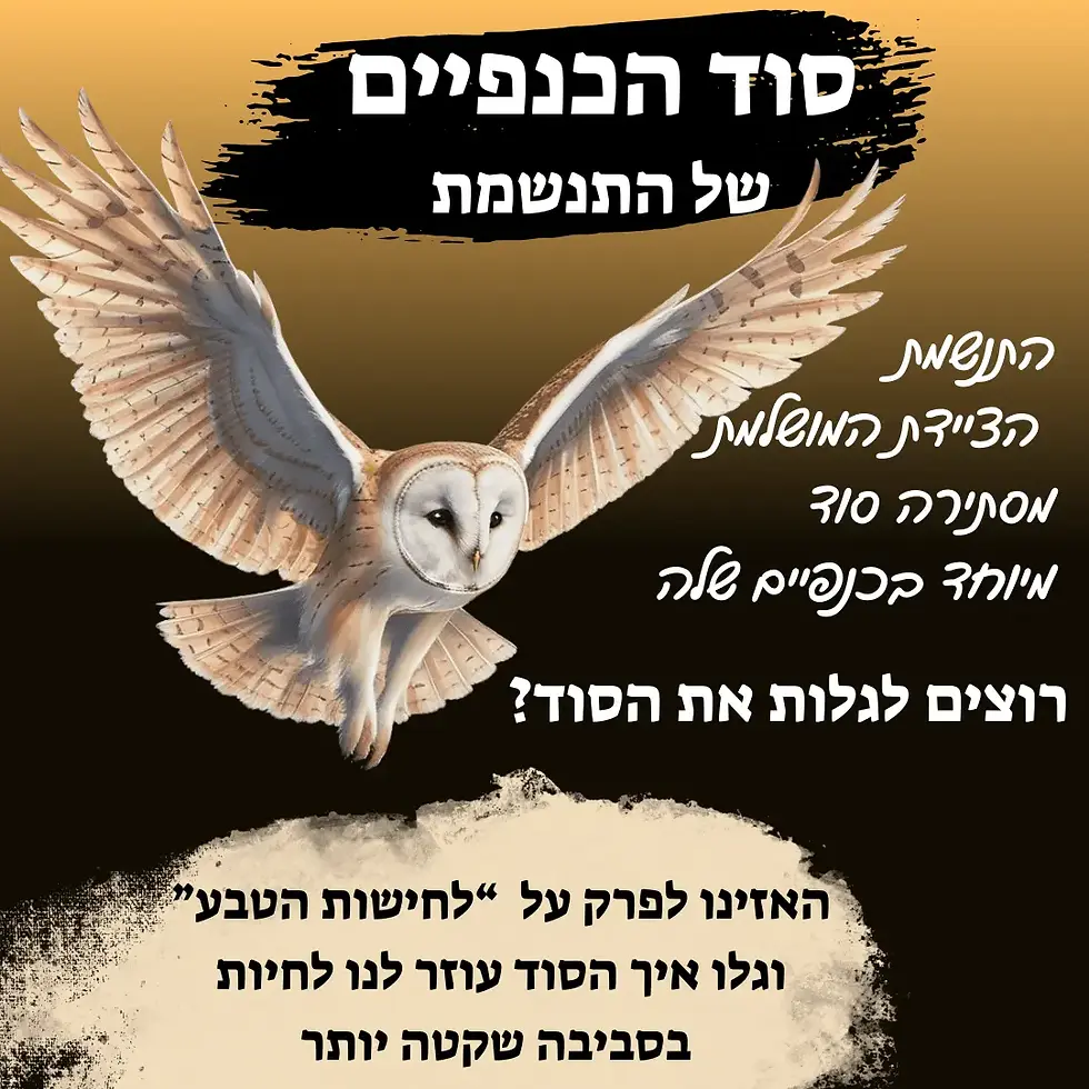 סוד הכנפיים של התנשמת