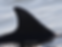 Bevo-424-fin.jpg
