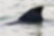 Amorzinha-231-fin.jpg