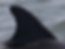 277-fin.png
