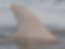 277-fin.png