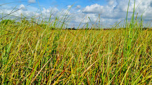 With Respect to the Everglades: It’s about OUR water…and sharing it