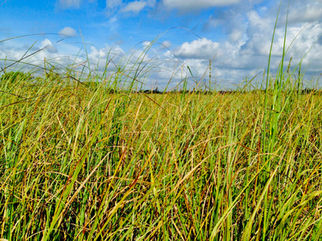 With Respect to the Everglades: It’s about OUR water…and sharing it