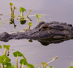 AdobeStock_195939636.jpeg
