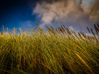 Are Florida's Sugar Farms a Greenhouse Gas Hot Spot? Studies Point to Soil Loss