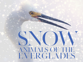 Snow Animals of the Everglades