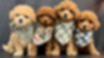 Chiots Maltipoo élevés par Élevage Élégance au Québec