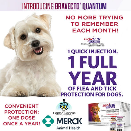 IG - BRAVECTO QUANTUM 1 YEAR INJECTION copy.jpg
