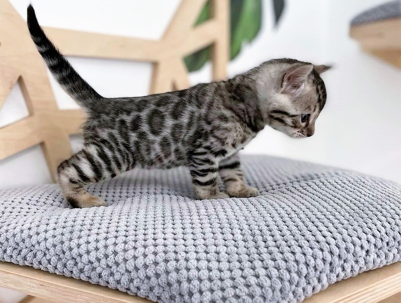Bengal Kittens Amarillo Bengal Cats Amarillo