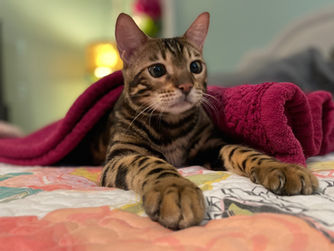 Oklahoma Bengal Kittens For sale