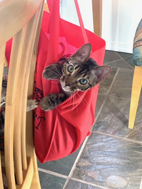 Texas Bengal Kittens Near Me