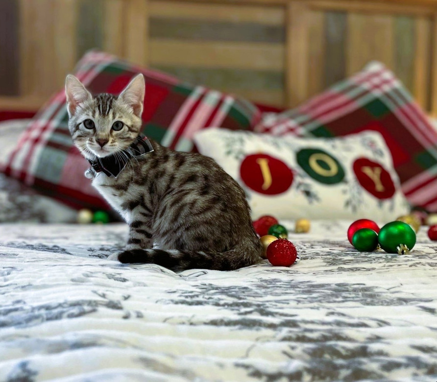 Bengal Kittens Amarillo Bengal Cats Amarillo